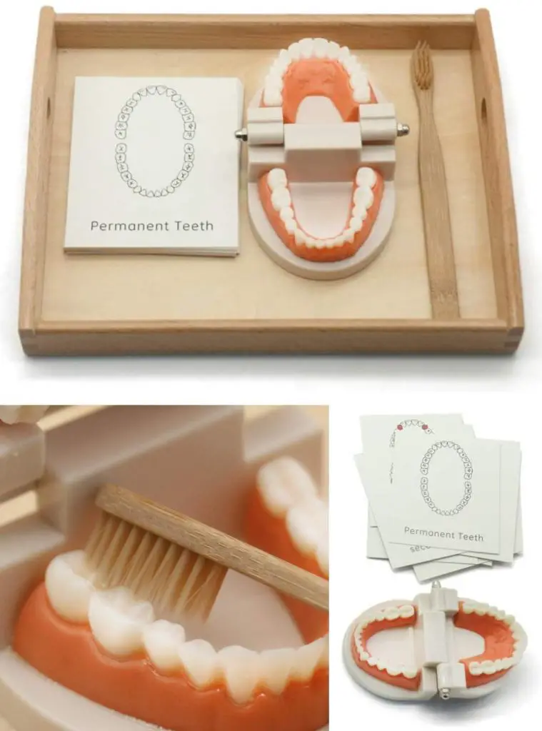 Meroco Montessori Practical Life Brushing Teeth Model And Cards