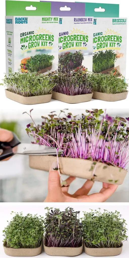 back to the roots organic microgreens grow kit with 6 edible varieties