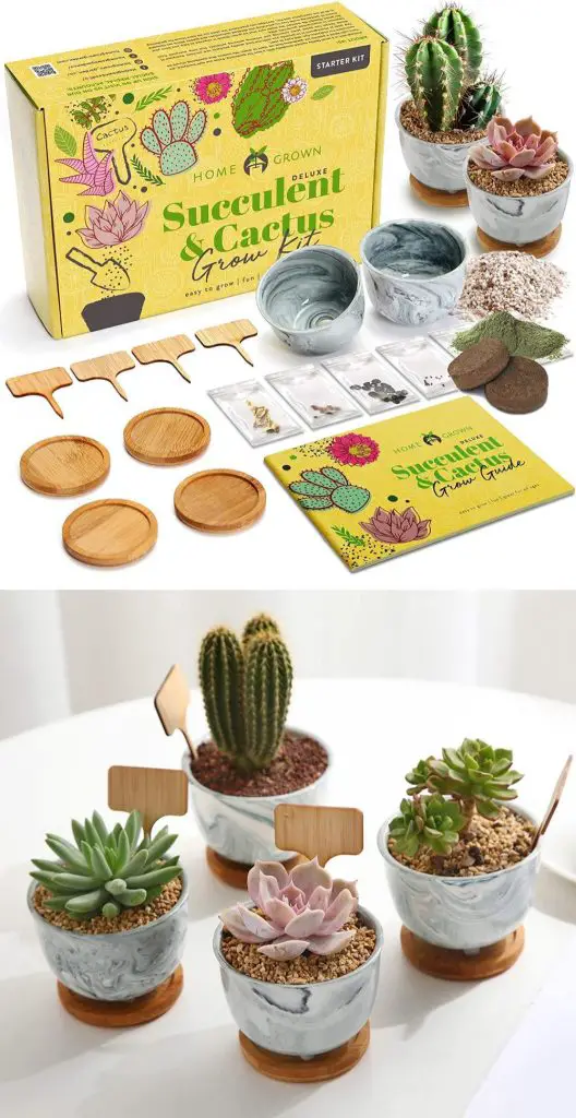 home grown succulents and cactus grower with ceramic pots and trays