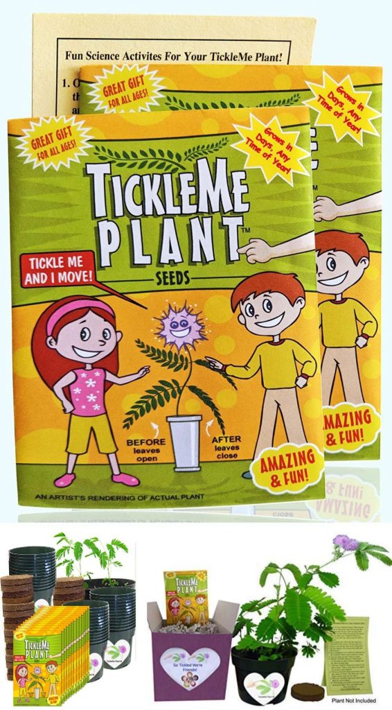 tickle me plant plant gift box the only plant that closes its leaves when tickled
