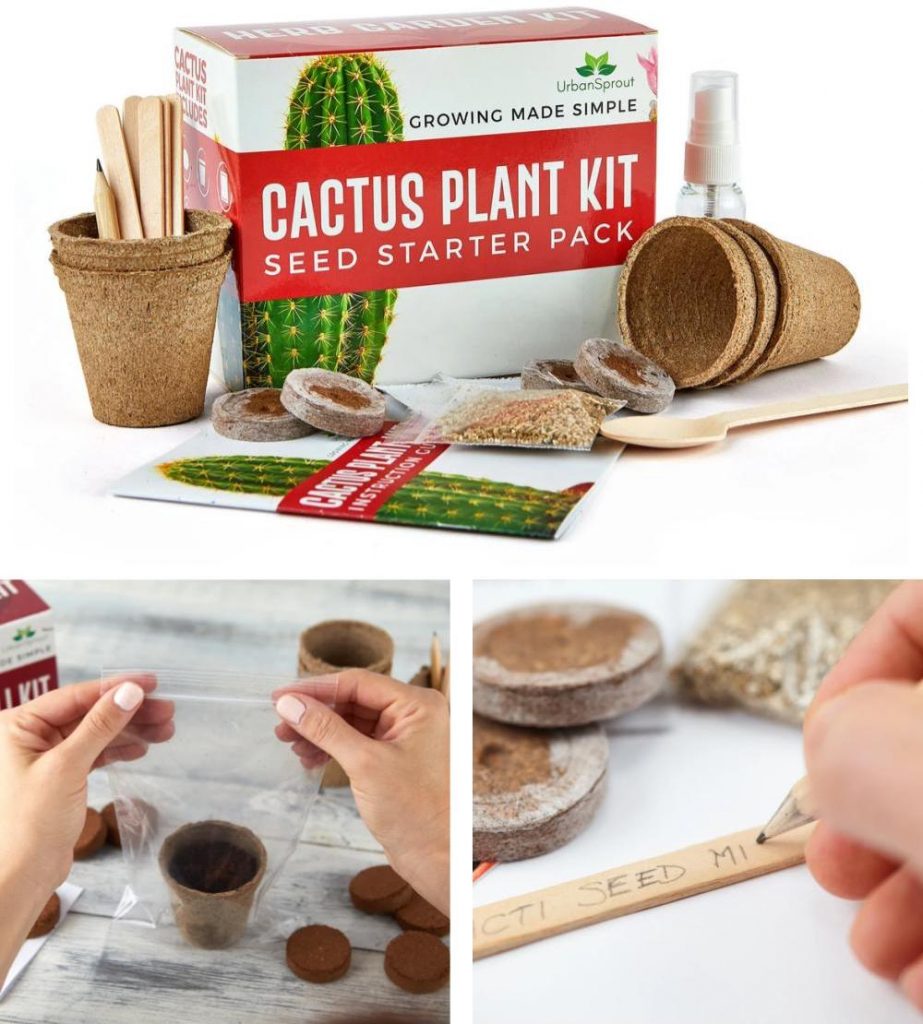 urban sprout cactus in a box grow your own cacti easy instructions cactus growing kit