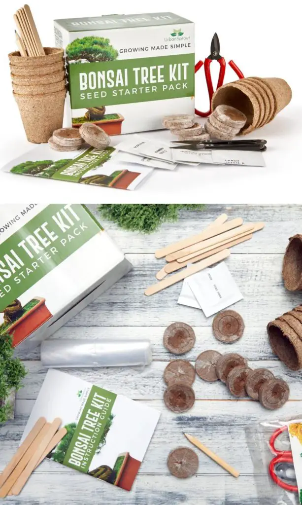 urban sprout minimalist mindset bonsai tree starter kit and tools