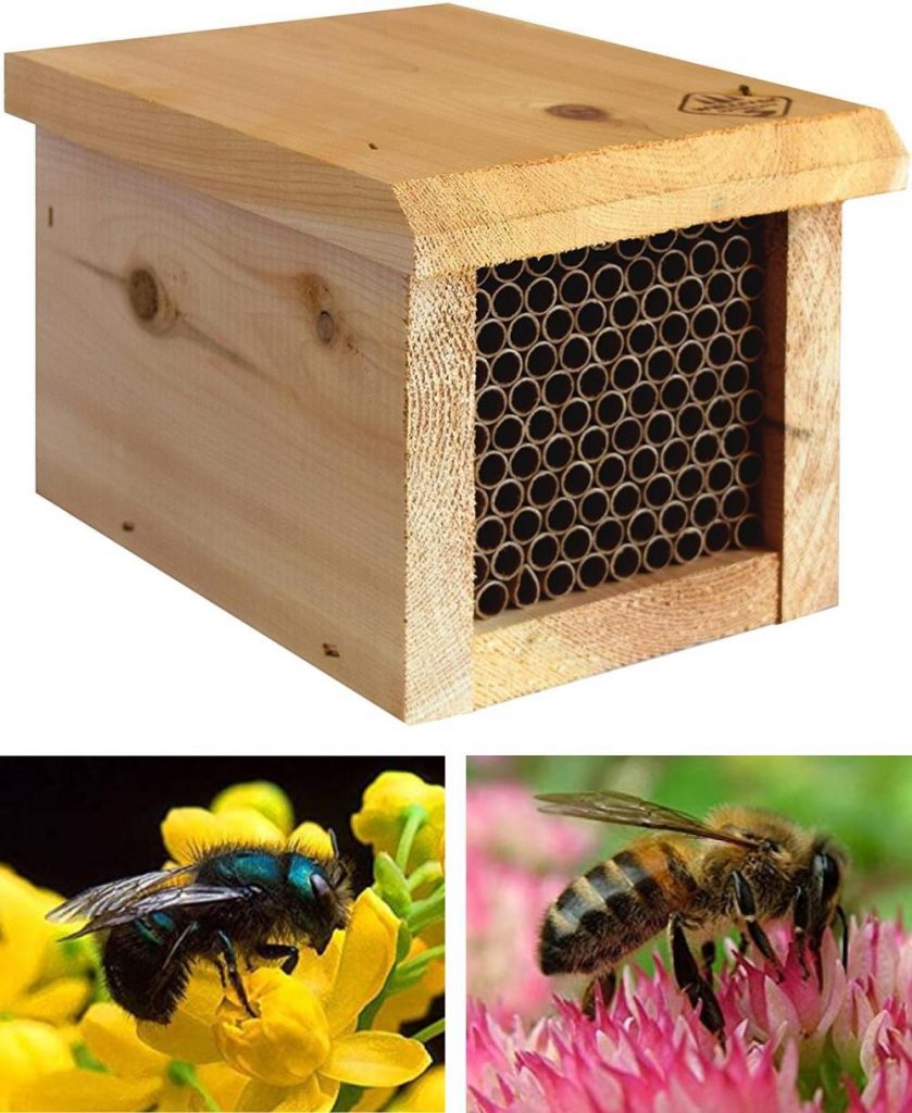 welliver classic box style standard wooden mason bee house